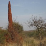 yabelo-park-baum-termitenhuegel